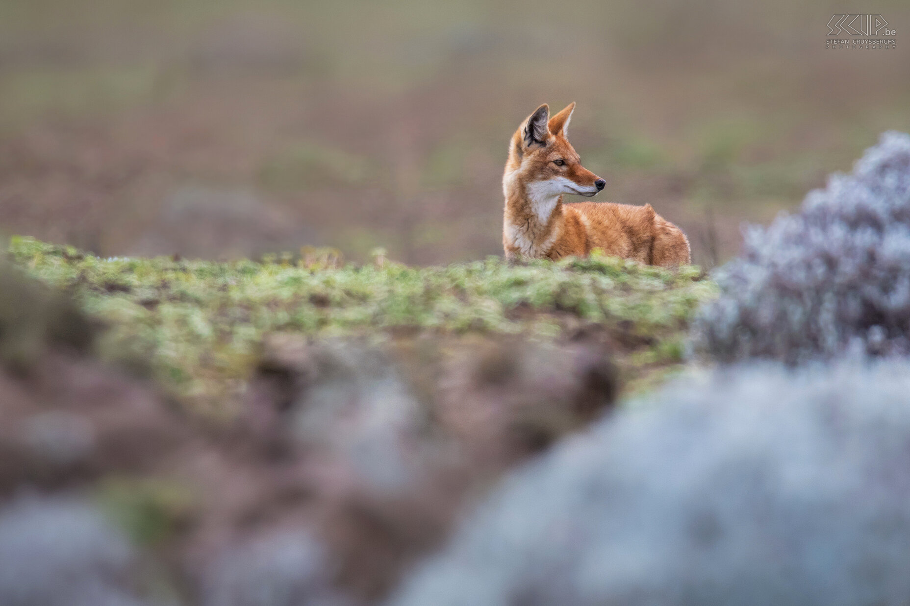 Bale Mountains - Sanetti - Ethiopische wolf Deze ongewone wolven zijn zeer sociaal en leven in families, maar ze jagen solitair op Afro-alpijnse knaagdieren. Stefan Cruysberghs